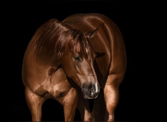 American Quarter Horse, Stute, 5 Jahre, Rotfuchs
