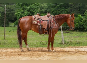 American Quarter Horse, Stute, 5 Jahre, Rotfuchs