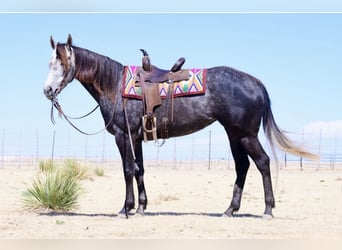 American Quarter Horse, Stute, 5 Jahre, Schimmel