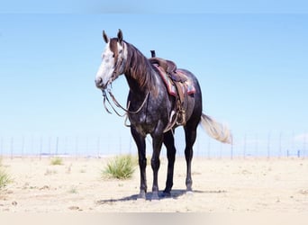 American Quarter Horse, Stute, 5 Jahre, Schimmel