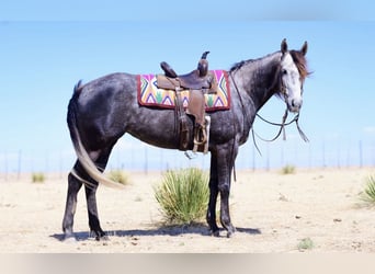 American Quarter Horse, Stute, 5 Jahre, Schimmel