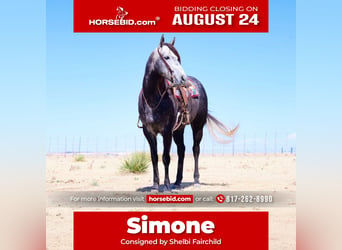 American Quarter Horse, Stute, 5 Jahre, Schimmel