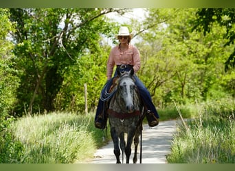 American Quarter Horse, Stute, 5 Jahre, Schimmel