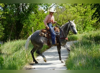American Quarter Horse, Stute, 5 Jahre, Schimmel