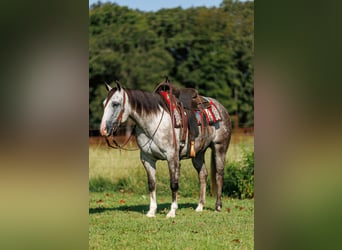 American Quarter Horse, Stute, 5 Jahre, Schimmel