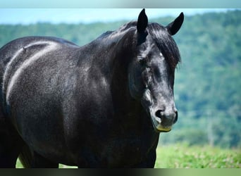 American Quarter Horse, Stute, 5 Jahre, Schimmel