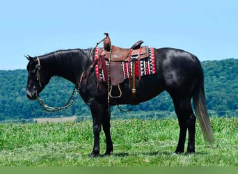 American Quarter Horse, Stute, 5 Jahre, Schimmel