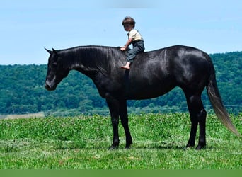 American Quarter Horse, Stute, 5 Jahre, Schimmel