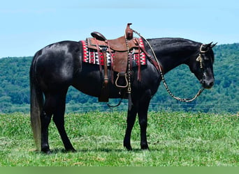 American Quarter Horse, Stute, 5 Jahre, Schimmel