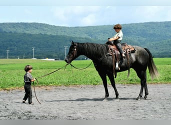 American Quarter Horse, Stute, 5 Jahre, Schimmel