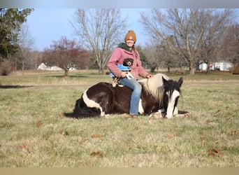 American Quarter Horse, Stute, 5 Jahre, Tobiano-alle-Farben