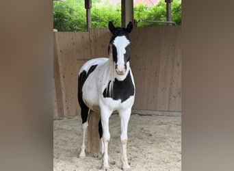 American Quarter Horse Mix, Stute, 6 Jahre, 140 cm, Overo-alle-Farben