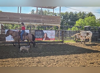 American Quarter Horse, Stute, 6 Jahre, 140 cm, Roan-Bay