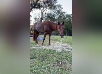 American Quarter Horse, Stute, 6 Jahre, 142 cm, Brauner