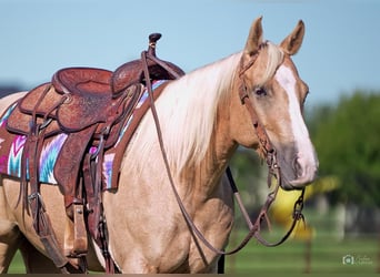 American Quarter Horse, Stute, 6 Jahre, 142 cm, Palomino