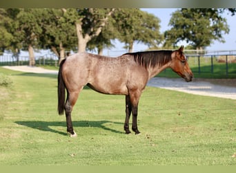 American Quarter Horse, Stute, 6 Jahre, 142 cm, Roan-Bay