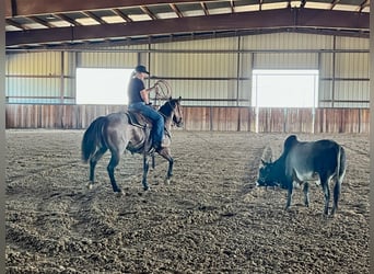 American Quarter Horse, Stute, 6 Jahre, 142 cm, Roan-Bay