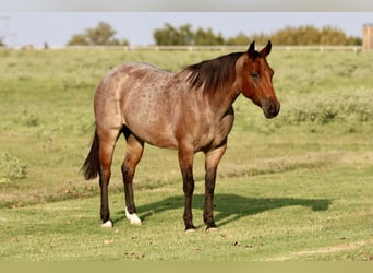 American Quarter Horse, Stute, 6 Jahre, 142 cm, Roan-Bay