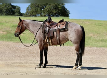 American Quarter Horse, Stute, 6 Jahre, 142 cm, Roan-Bay