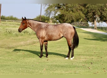 American Quarter Horse, Stute, 6 Jahre, 142 cm, Roan-Bay