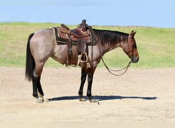 American Quarter Horse, Stute, 6 Jahre, 142 cm, Roan-Bay