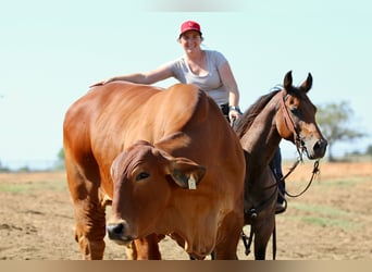 American Quarter Horse, Stute, 6 Jahre, 142 cm, Roan-Bay
