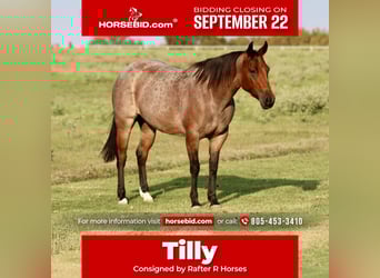 American Quarter Horse, Stute, 6 Jahre, 142 cm, Roan-Bay