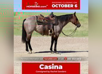 American Quarter Horse, Stute, 6 Jahre, 142 cm, Roan-Bay