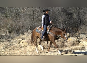 American Quarter Horse, Stute, 6 Jahre, 142 cm, Rotfuchs