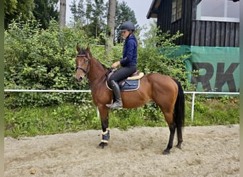 American Quarter Horse, Stute, 6 Jahre, 144 cm