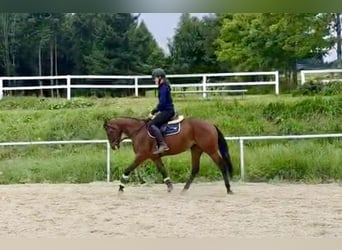American Quarter Horse, Stute, 6 Jahre, 144 cm