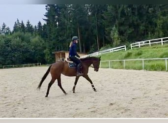 American Quarter Horse, Stute, 6 Jahre, 144 cm