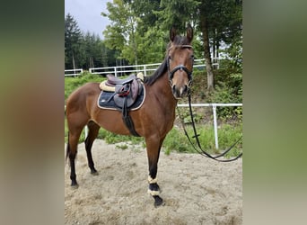 American Quarter Horse, Stute, 6 Jahre, 144 cm