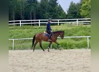American Quarter Horse, Stute, 6 Jahre, 144 cm