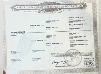 American Quarter Horse, Stute, 6 Jahre, 144 cm