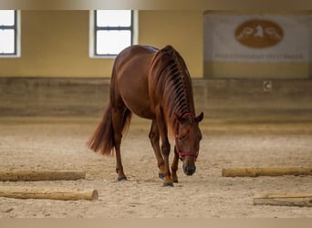 American Quarter Horse, Stute, 6 Jahre, 145 cm, Dunkelfuchs