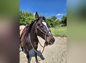 American Quarter Horse, Stute, 6 Jahre, 145 cm, Rappe
