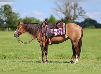 American Quarter Horse, Stute, 6 Jahre, 145 cm, Red Dun