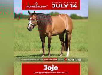American Quarter Horse, Stute, 6 Jahre, 145 cm, Red Dun