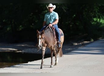 American Quarter Horse, Stute, 6 Jahre, 145 cm, Red Dun