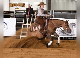 American Quarter Horse, Stute, 6 Jahre, 145 cm, Red Dun
