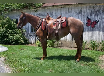 American Quarter Horse, Stute, 6 Jahre, 145 cm, Roan-Red