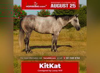 American Quarter Horse, Stute, 6 Jahre, 145 cm, Schimmel