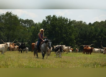 American Quarter Horse, Stute, 6 Jahre, 145 cm, Schimmel