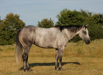 American Quarter Horse, Stute, 6 Jahre, 145 cm, Schimmel