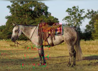 American Quarter Horse, Stute, 6 Jahre, 145 cm, Schimmel