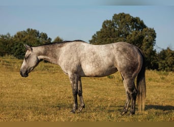American Quarter Horse, Stute, 6 Jahre, 145 cm, Schimmel