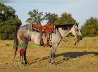 American Quarter Horse, Stute, 6 Jahre, 145 cm, Schimmel