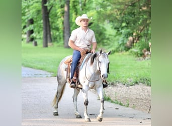 American Quarter Horse, Stute, 6 Jahre, 145 cm, Schimmel