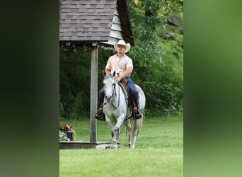 American Quarter Horse, Stute, 6 Jahre, 145 cm, Schimmel
